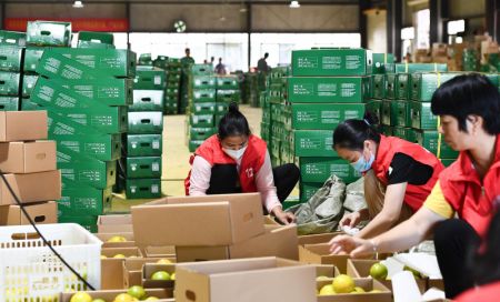 (miniature) Des employés emballent des oranges vertes dans une usine du District autonome Li et Miao de Qiongzhong