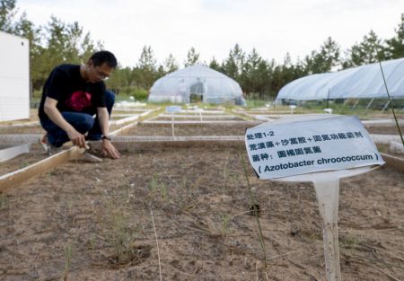 (miniature) Un chercheur de l'Université de sylviculture de Beijing observe des plantes dans le désert
