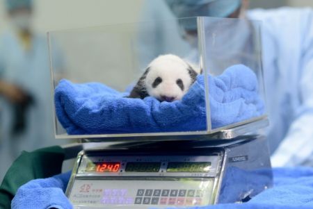 (miniature) bébé panda se faisant peser