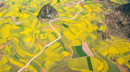(miniature) Photo aérienne d'un drone des champs de fleurs de colza