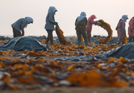 (miniature) Des personnes travaillent dans un champ d'aération du varech à Rongcheng
