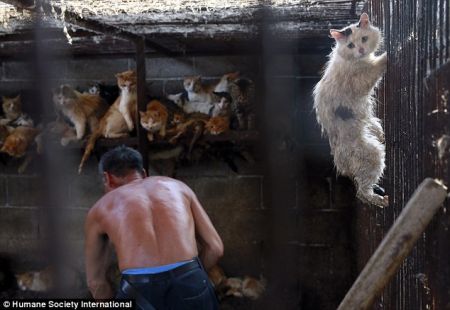 (miniature) Chine : le festival de viande de chat et de chien va-t-il disparaître ?