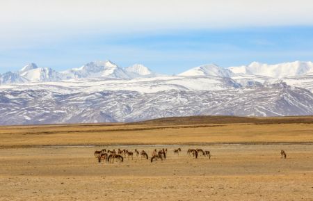 (miniature) Des ânes sauvages du Tibet dans le district de Burang de la région autonome du Xizang (sud-ouest de la Chine)