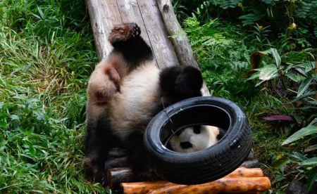 (miniature) Le panda géant Gonggong dans le Parc animalier tropical et jardin botanique de Hainan