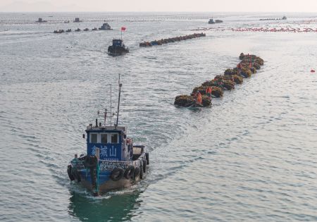 (miniature) Photo prise par un drone montrant des navires chargés de varech nouvellement récolté qui retournent à quai à Rongcheng