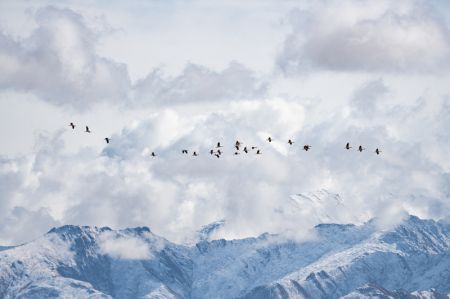 (miniature) Des grues à cou noir volent au-dessus de montagnes enneigées