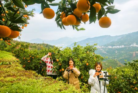 (miniature) Des animatrices de livestreaming présentent des oranges dans une plantation d'orangers du village de Leigutai du bourg de Guojiaba