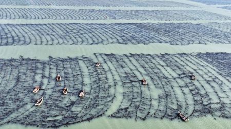 (miniature) Photo aérienne prise par un drone le 26 février 2024 montrant des pêcheurs travaillant dans un ranch marin dans la baie d'Ailun de la ville de Rongcheng