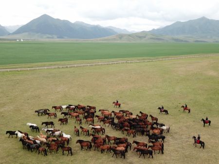 (miniature) Des chevaux de Shandan à la ferme d'élevage de chevaux de Shandan