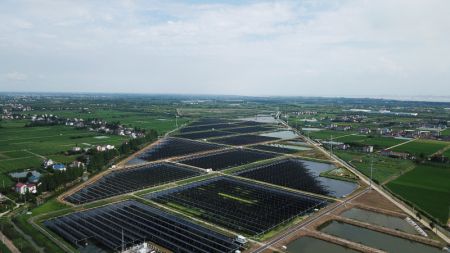 (miniature) Un bassin d'élevage de crabes couvert de panneaux photovoltaïques à Huaxing
