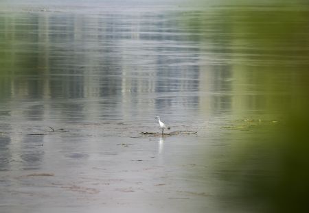 (miniature) Photo prise le 7 septembre 2021 d'un oiseau sur un objet flottant dans une zone inondée