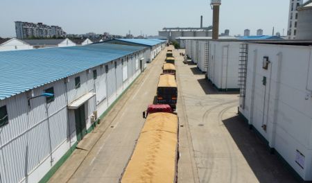 (miniature) Des camions chargés de céréales à la filiale de Dagang de la Central Grain Reserve Tianjin Dongli Direct Warehouse Co