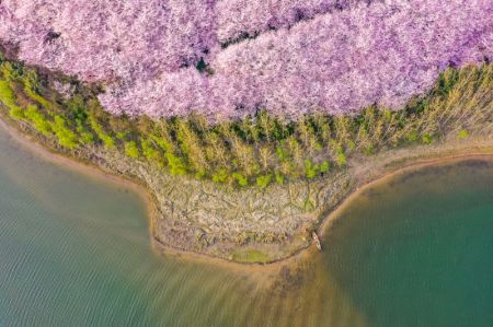 (miniature) Photo aérienne de fleurs de cerisier dans la Nouvelle zone de Gui'an