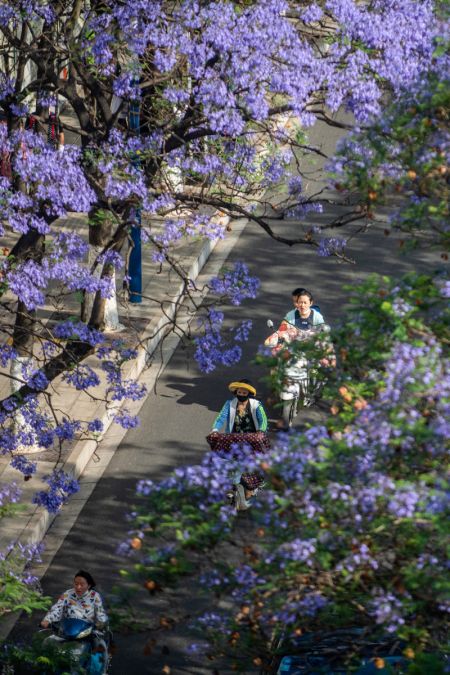(miniature) Photo aérienne prise le 29 avril 2022 de jacarandas en fleurs à Kunming