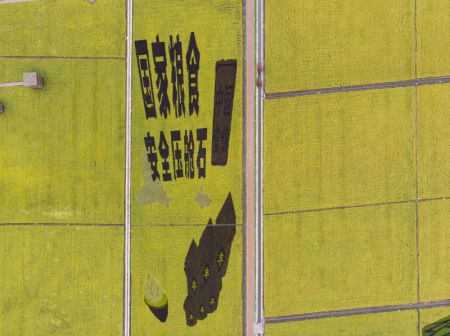 (miniature) Vue aérienne des rizières à récolter dans un parc de rizières à Fujin