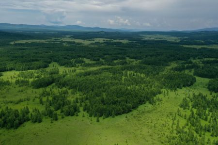 (miniature) Forêt dans le parc forestier national d'Arxan