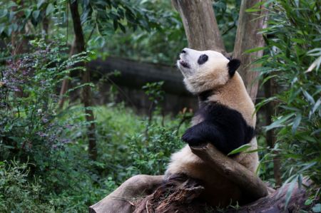 (miniature) Un panda géant dans la Base de recherche sur l'élevage des pandas géants de Chengdu