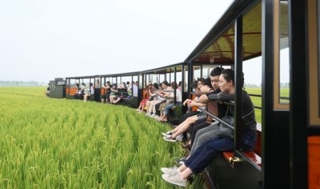 (miniature) Des touristes visitent une rizière en train à Shenyang