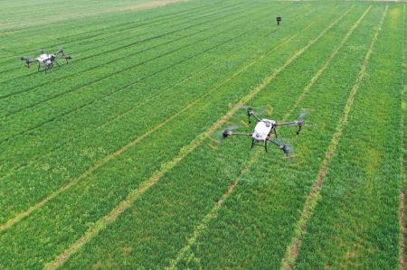 (miniature) Photo aérienne d'un agriculteur utilisant des drones pour s'occuper du blé dans un champ du bourg de Duanbolan