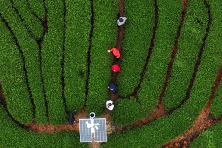 (miniature) Vue aérienne d'un jardin de thé écologique dans le bourg de Xingcun à Wuyishan