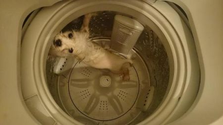 (miniature) Il lave son chien dans la machine à laver