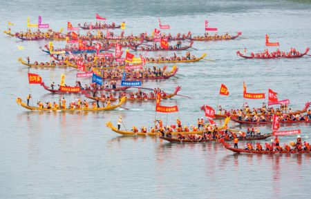 (miniature) Des membres d'équipage de bateaux-dragons participent à une course traditionnelle chinoise de bateaux-dragons sur la rivière Hanjiang