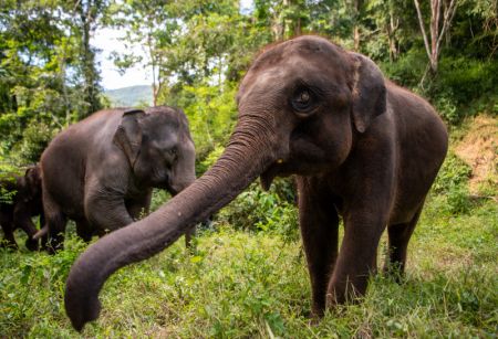 (miniature) Des éléphants d'Asie sauvés par le Centre d'élevage et de sauvetage de l'éléphant d'Asie à Xishuangbanna