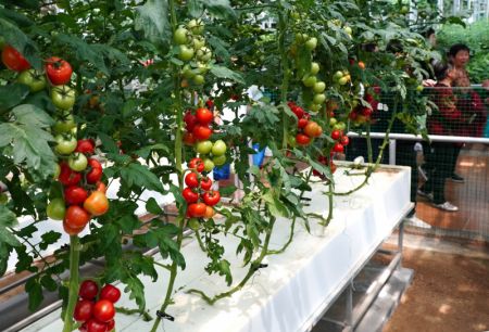 (miniature) Des légumes présentés lors de la 25e Exposition internationale sur les sciences et technologies des légumes à Shouguang