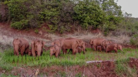 (miniature) Photo des éléphants d'Asie sauvages dans l'arrondissement de Jinning à Kunming