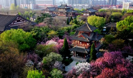 (miniature) Vue aérienne de cerisiers en fleurs au temple Qinglong