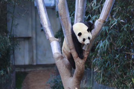 (miniature) Photo prise le 20 février 2024 montrant le panda géant Fu Bao au parc à thème Everland à Yongin
