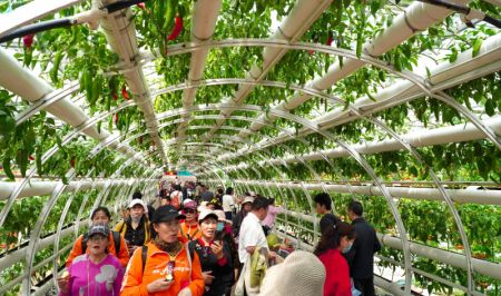 (miniature) Des gens visitent la 25e Exposition internationale sur les sciences et technologies des légumes à Shouguang