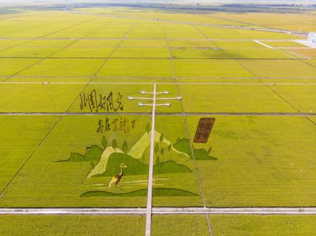 (miniature) Vue aérienne des rizières à récolter dans un parc de rizières à Fujin