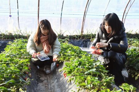 (miniature) Des visiteuses récoltent des fraises dans une serre de l'arrondissement de Pinggu