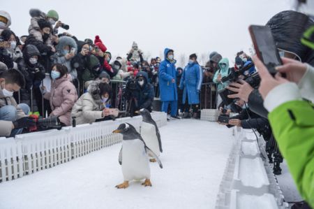 (miniature) Des gens observent les pingouins du Polarpark d'Harbin à Harbin