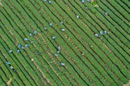 (miniature) Des agriculteurs cueillent des feuilles de thé dans une plantation de thé du bourg de Yongrong