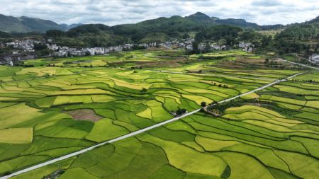 (miniature) Photo aérienne de rizières dans le village de Matou du bourg de Hefeng