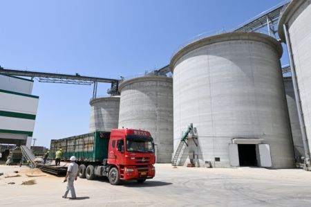 (miniature) Des employés déchargent des céréales à la filiale de Dagang de la Central Grain Reserve Tianjin Dongli Direct Warehouse Co