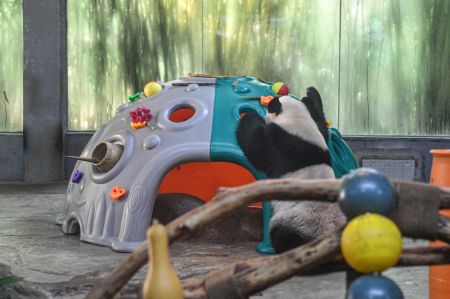 (miniature) Le panda géant Gonggong joue avec des jouets dans le parc des animaux sauvages tropicaux et le jardin botanique de Hainan à Haikou