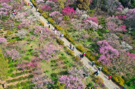 (miniature) Des gens visitent une montagne avec des pruniers en fleurs