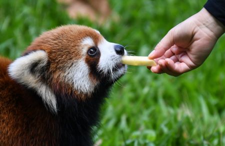 (miniature) Un éleveur nourrit un panda roux avec des fruits frais au zoo de Guangzhou