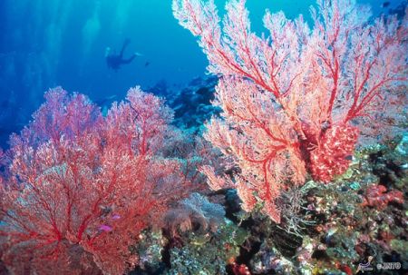 (miniature) plongée sous-marine, coraux