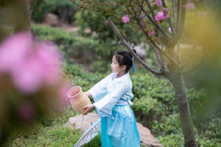 (miniature) Un enfant pose pour des photos dans une plantation de thé du bourg de Yongrong
