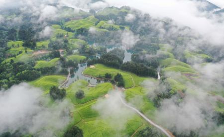 (miniature) Photo aérienne prise le 26 avril 2022 montrant des champs de thé dans la préfecture autonome Tujia et Miao d'Enshi