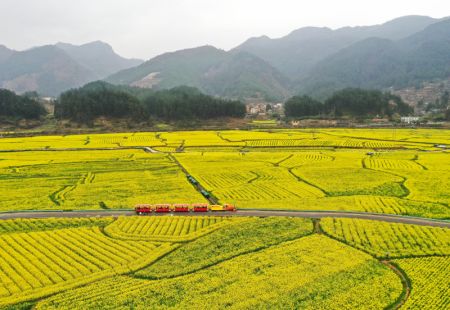 (miniature) Photo aérienne de champs de fleurs de colza sur un site touristique