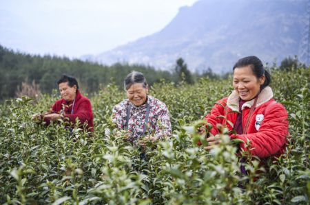 (miniature) Des agricultrices cueillent des feuilles de thé dans le village de Zhangmu du bourg de Wuma