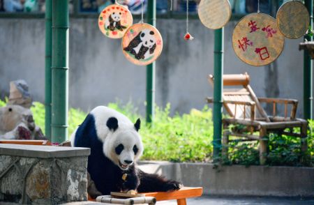 (miniature) Le panda géant Xi Le déguste des fruits au Zoo de Tianjin