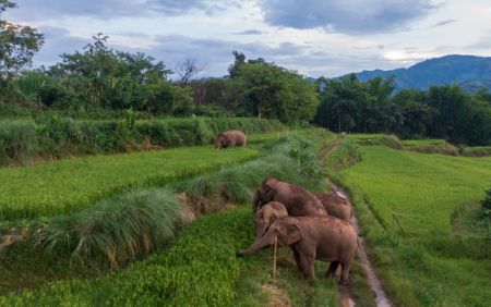 (miniature) Photo aérienne prise le 1er août 2022 montrant des éléphants d'Asie avec leurs petits en train de chercher de la nourriture dans le district autonome Hani et Yi de Jiangcheng