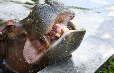 (miniature) Un éleveur rafraîchit un hippopotame avec un spray au zoo de Guangzhou