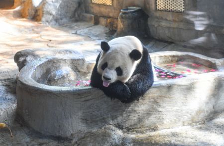 (miniature) Le panda géant Shunshun se baigne dans le parc des animaux sauvages tropicaux et le jardin botanique de Hainan à Haikou